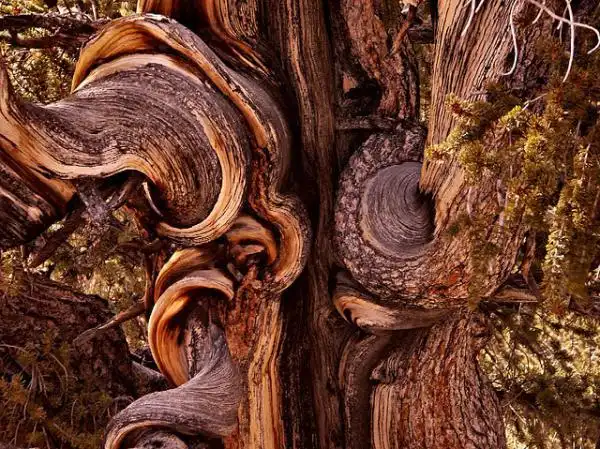 最古老的树(图)