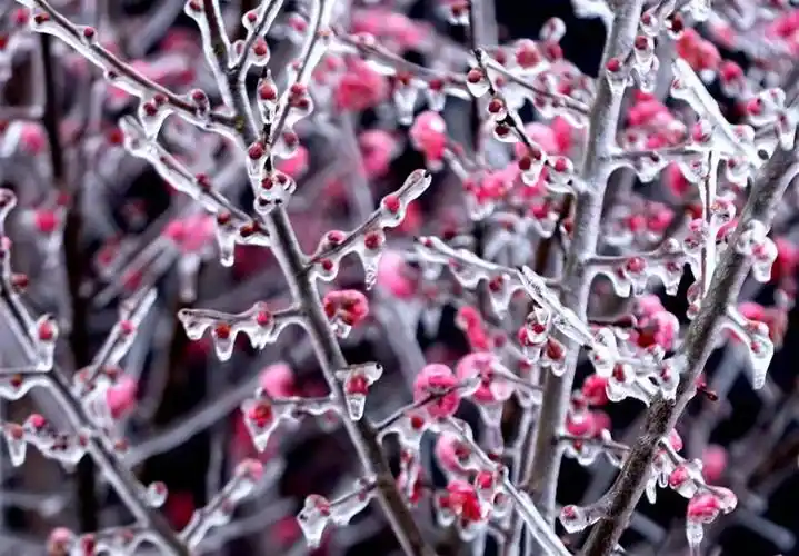 22日,钟祥市东方阳春苗木园艺场,晶莹剔透的冰挂包裹着的梅花格外美丽