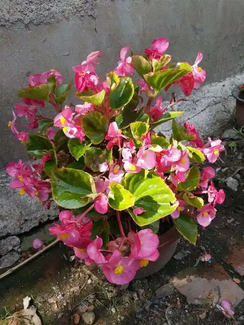 四季海棠的养殖方法