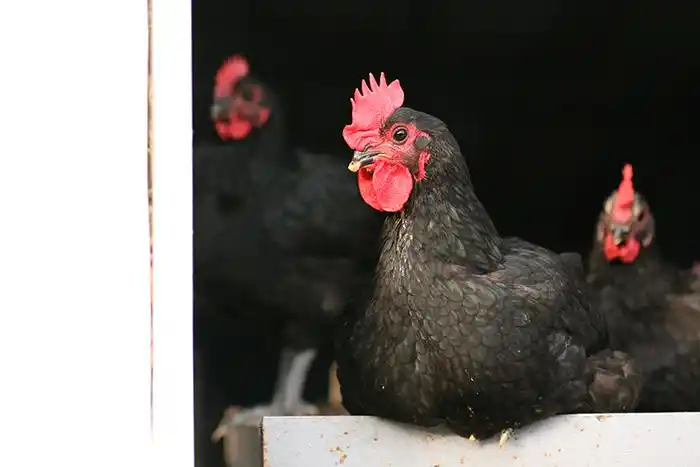 黑羽土鸡:个性凶悍,体积较小,为台湾常见土鸡品种,肉质结实,适合炖补.