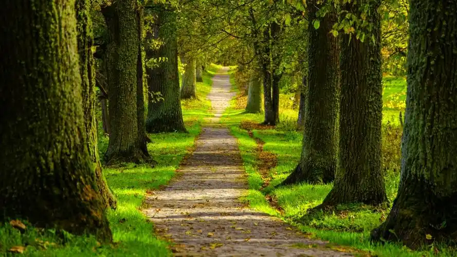 春天公园森林道路树木4k风景壁纸