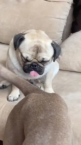 巴哥犬你别说这样子按摩还听上瘾的