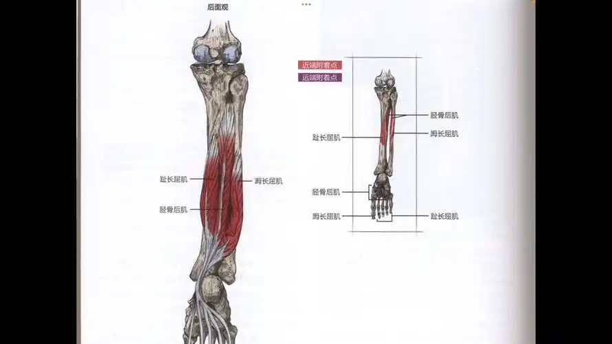 第九十五节:胫骨后肌功能解剖