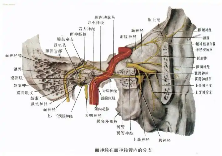 ∷两百年老字号--山东淄博成春堂面瘫康复贴治疗面瘫齐鲁面瘫网∷ 面