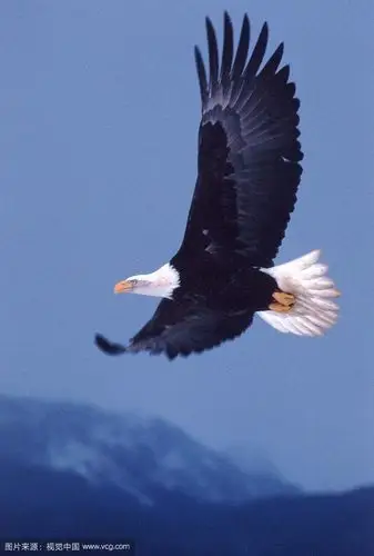 我要做一只再次飞翔的雄鹰