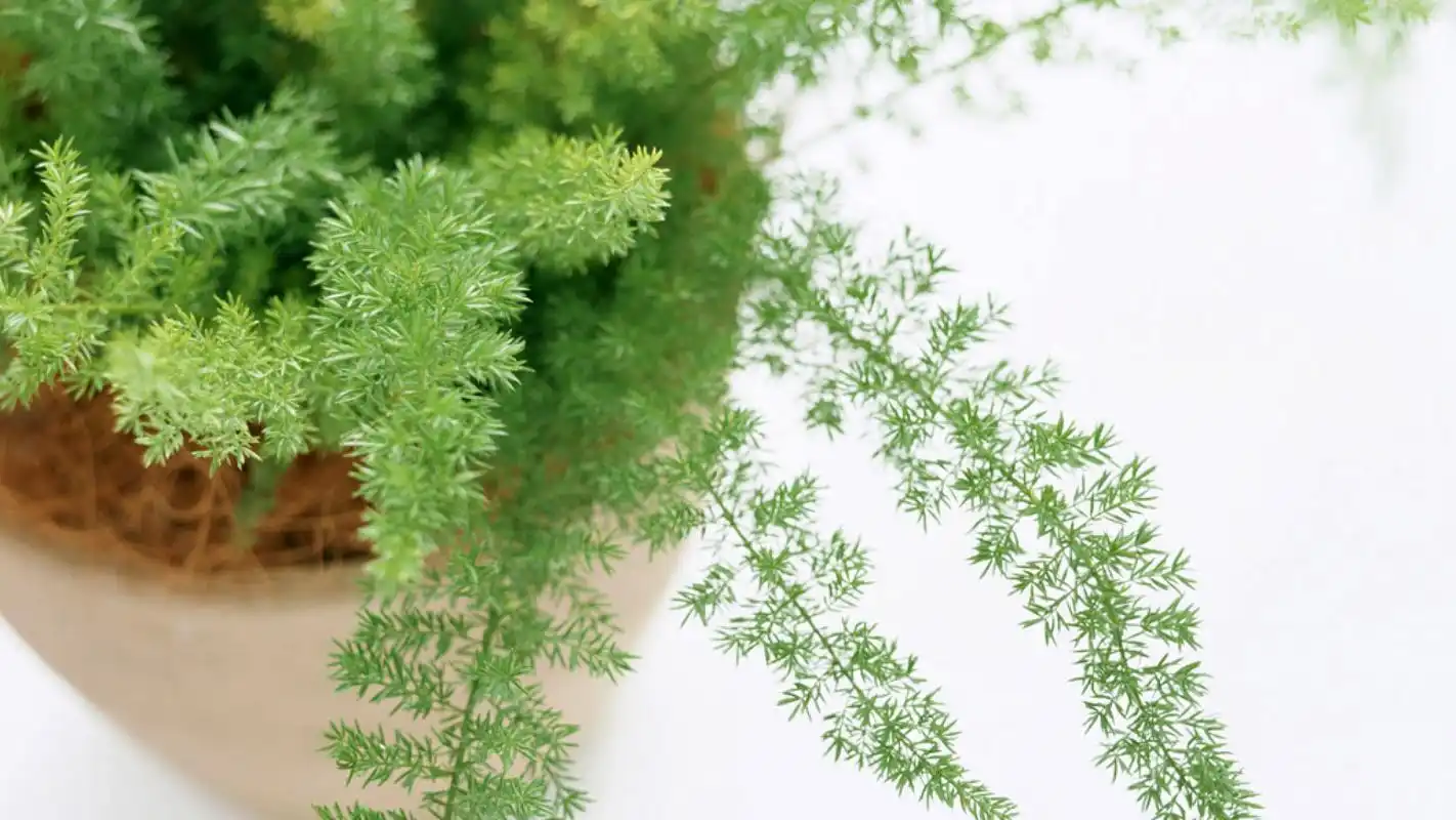 小清新家居静物简约风格桌面壁纸下载 第一辑高清大图预览1920x1080