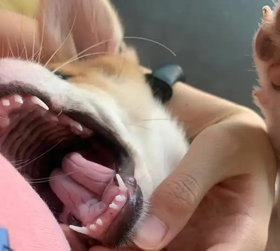 新长的小狗牙也太可爱了吧