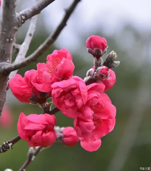 过大年又是一年芳草绿依然十里杏花红