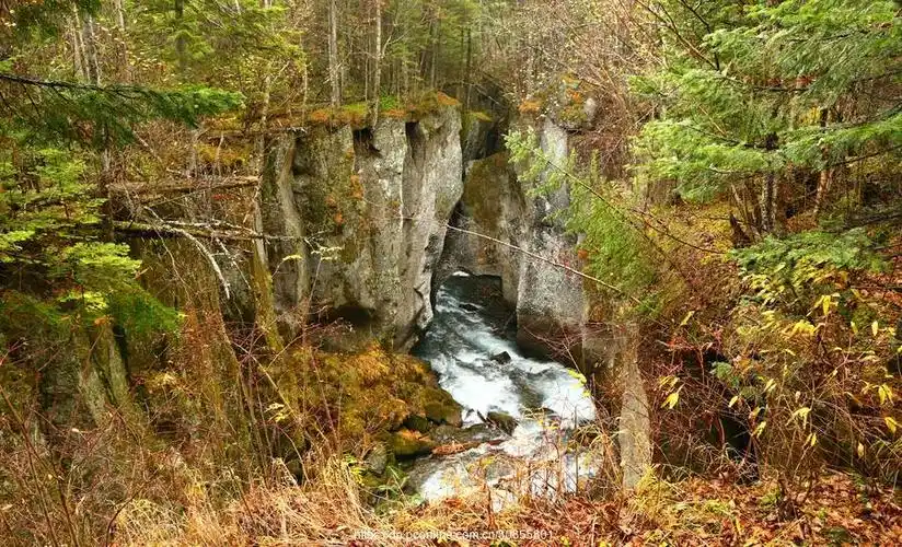 长白山地下森林