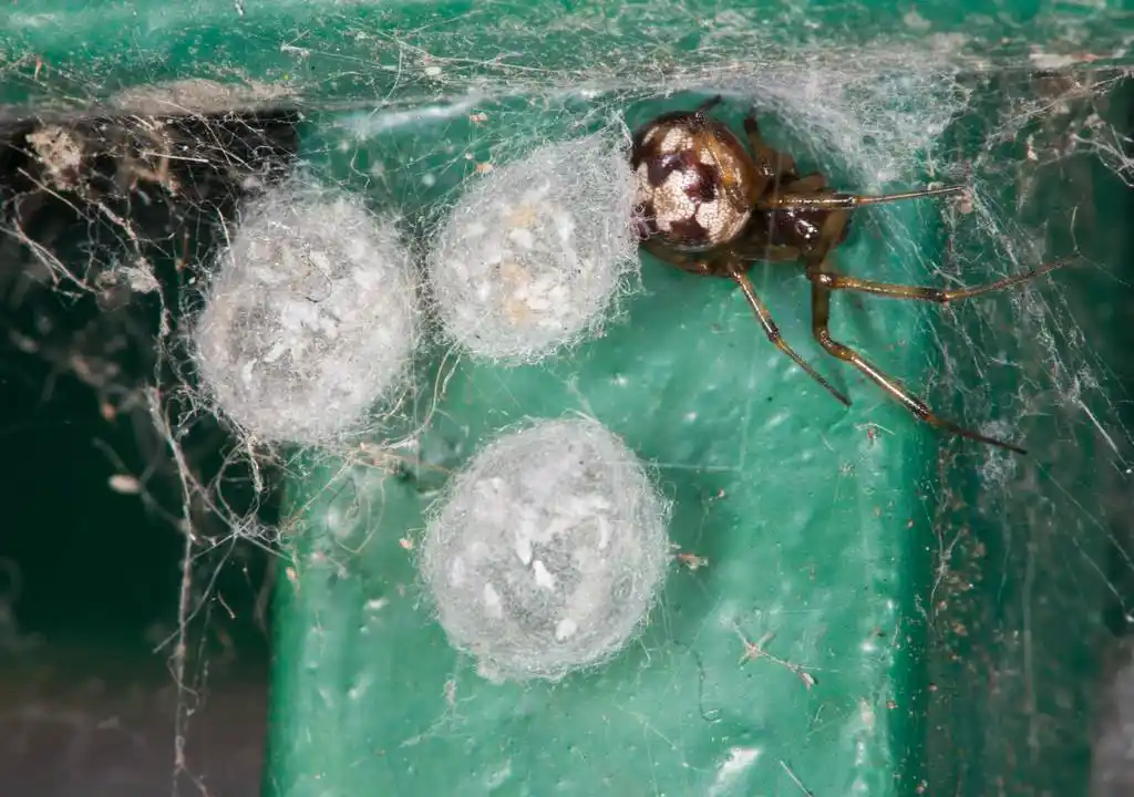 三角蛛网和卵囊,三角蜘蛛网蜘蛛或三角梳脚蜘蛛 (steatoda triangulos