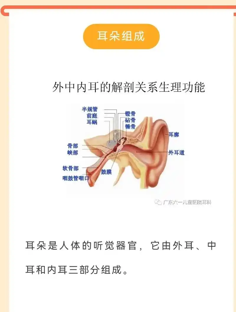 你真的了解你的耳朵吗?#耳鸣 #爱耳日 #耳朵 #听力 #医 - 抖音