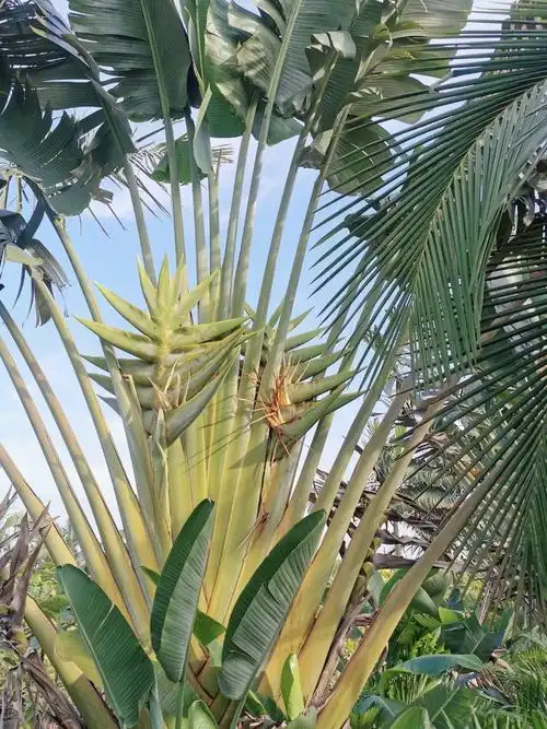 旅人蕉花海里康芭蕉花巨型花卉高档花卉