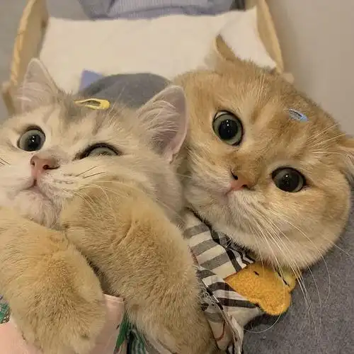 情侣头像情头猫咪头像猫咪情头