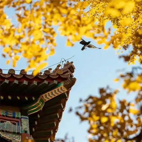 北京故宫唯美意境风景头像图片