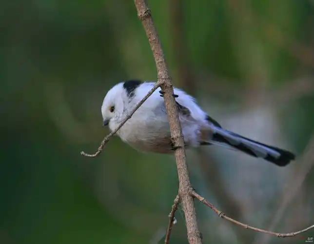 白头小明星北长尾山雀