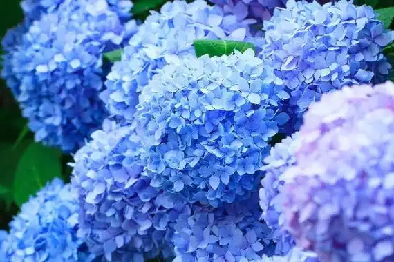 世界上最美蓝色的花