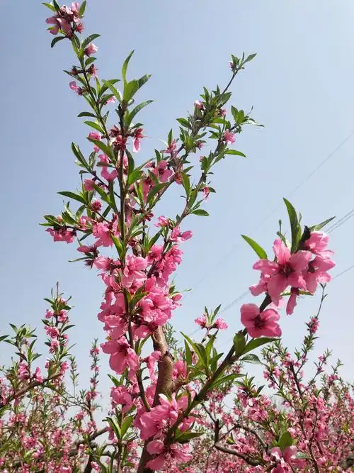 春天和桃花有个约会 ——大美平陆之清明桃花曲