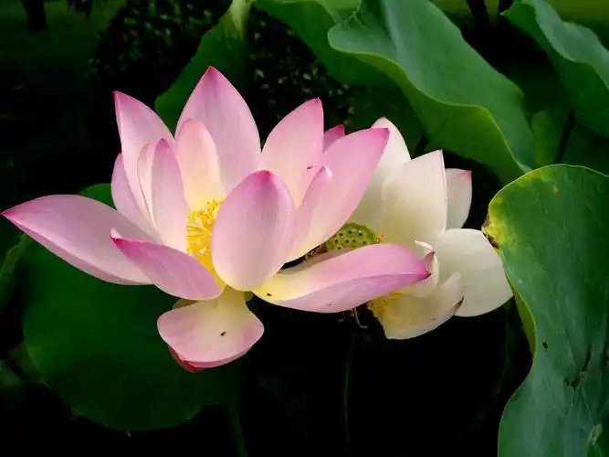 《心静如莲》记莲花池的"莲"