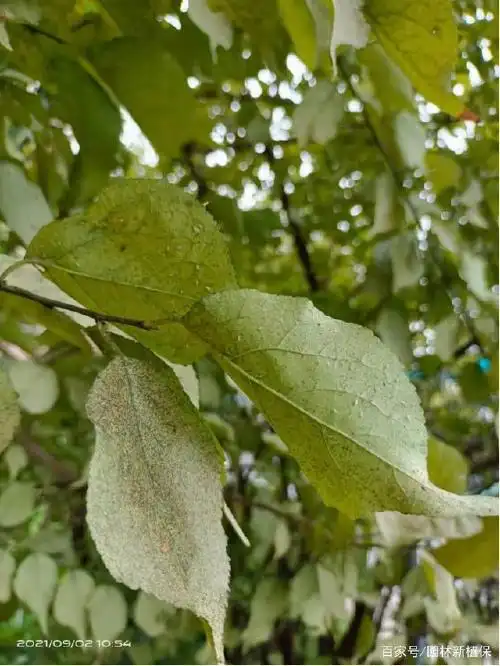 红梅叶片失绿?小心背后叶蝉偷袭!