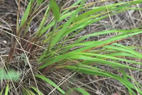 药老,醉针茅,药草,米米蒿,德里松-霍尔,德里斯-霍尔,阿尔善(蒙,药老是