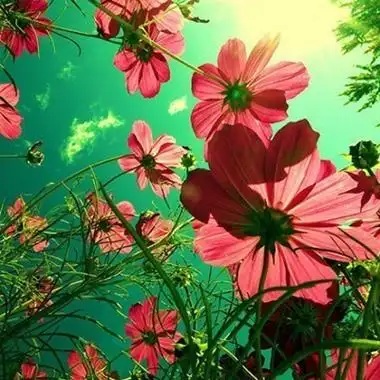 唯美有意境格桑花头像2021精选 格桑花盛开的季节你却不在