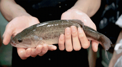 花城汇50cm豪华酸菜鱼,要带5个胃才敢来