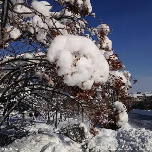 白雪图片
