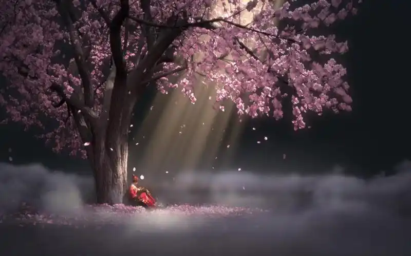 少年锦衣卫袁小棠唯美樱花树下动态壁纸