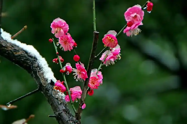 雪中梅花