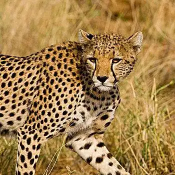 猎豹图片大全_猎豹高清图片下载_图片网