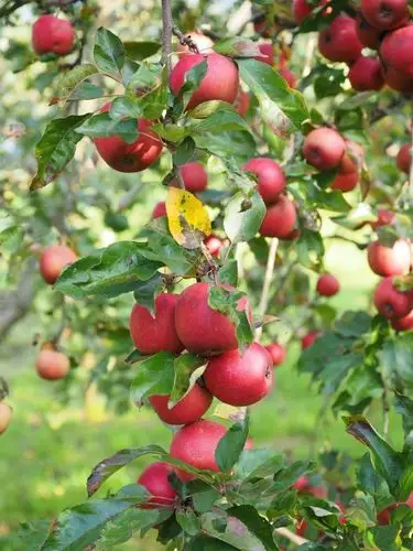 apple, apple tree, fruit, red, frisch, healthy