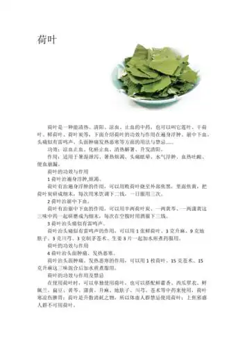 荷叶的作用与功效