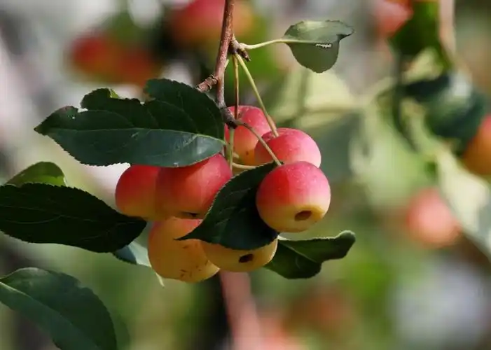 漂亮的海棠果港澳台