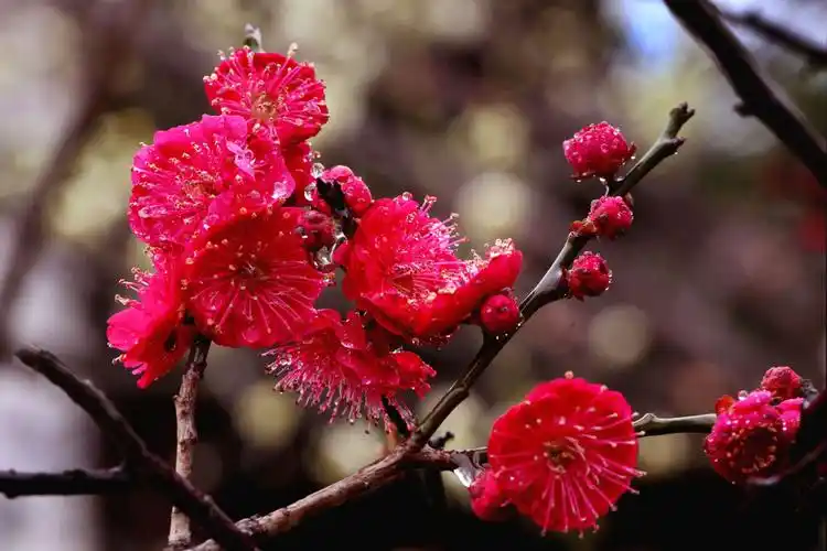 《梅花赞》---2018年梅花拍摄记录.严焕文摄影