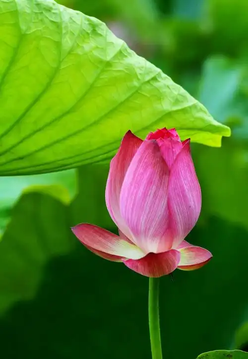 凌波仙子一一荷花