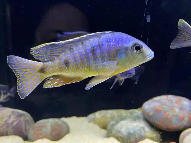 三湖慈鲷孔雀类出坑啦