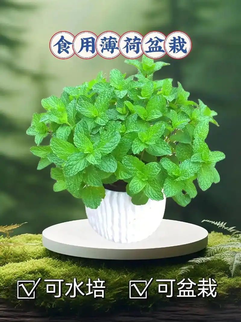 可食用薄荷盆栽,驱蚊驱虫,室内办公,室内阳台,庭院绿植,植物 - 抖音