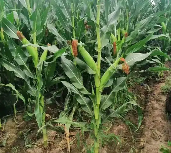 1,品种问题不同的玉米品种,抗倒伏有好有差,大家在购买玉米种子时,也