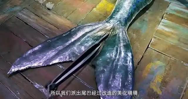 美人鱼被改造!变成了人类卧底!剪尾巴那一下疼不