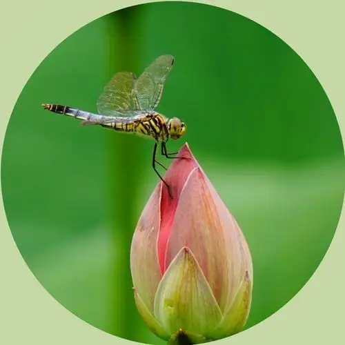 蜻蜓立在荷花上,受用香风不肯飞.