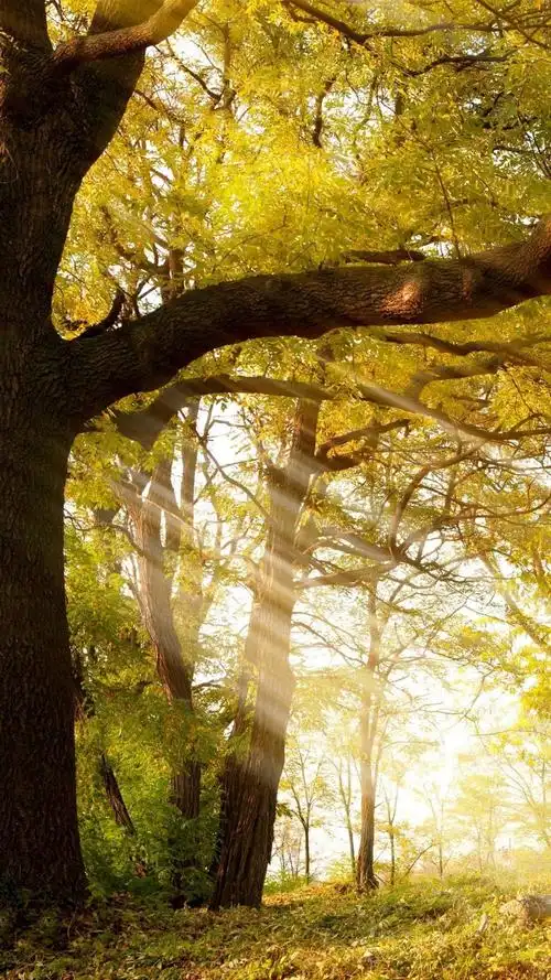 优美迷人的树林风景,图片大全,高清,图库-回车桌面