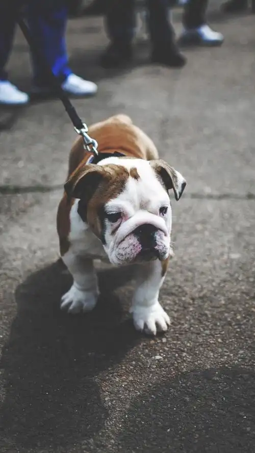 可爱宠物小狗狗,高清图片,手机锁屏桌面-壁纸族