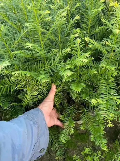 红豆杉杯苗50公分红豆杉杯苗价格