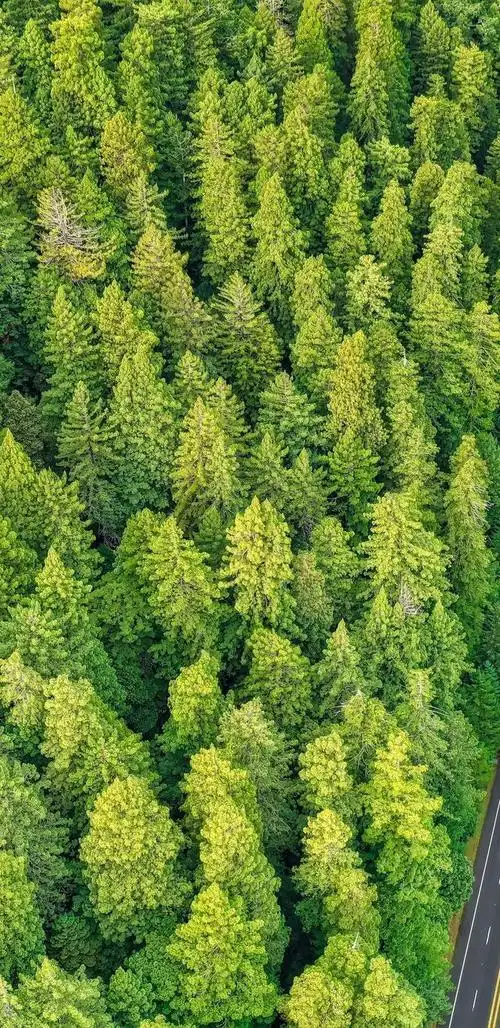 手机壁纸|第17期:绿色护眼壁纸