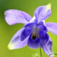 一朵花头像图片唯美唯美好看的一朵花的图片头像