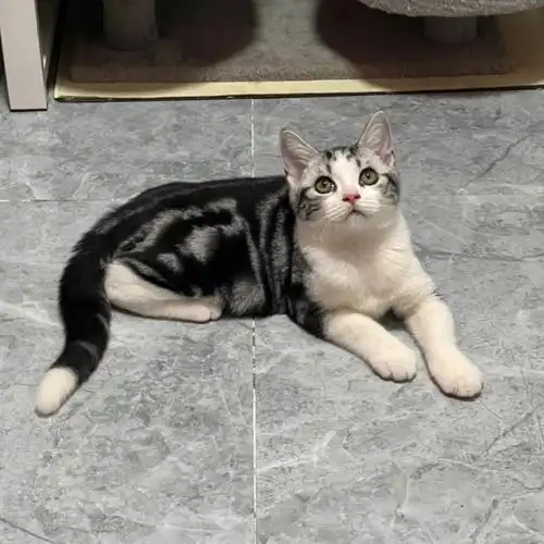 小猫咪长大了点