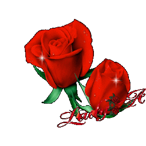 玫瑰花图片大全玫瑰花图片高清大图