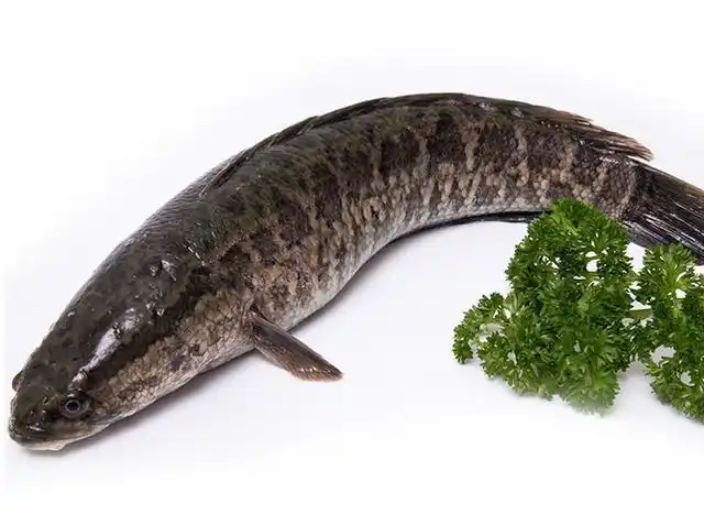 黑鱼的生存方式以及哺育小黑鱼的理解