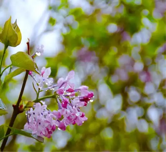 雨中丁香