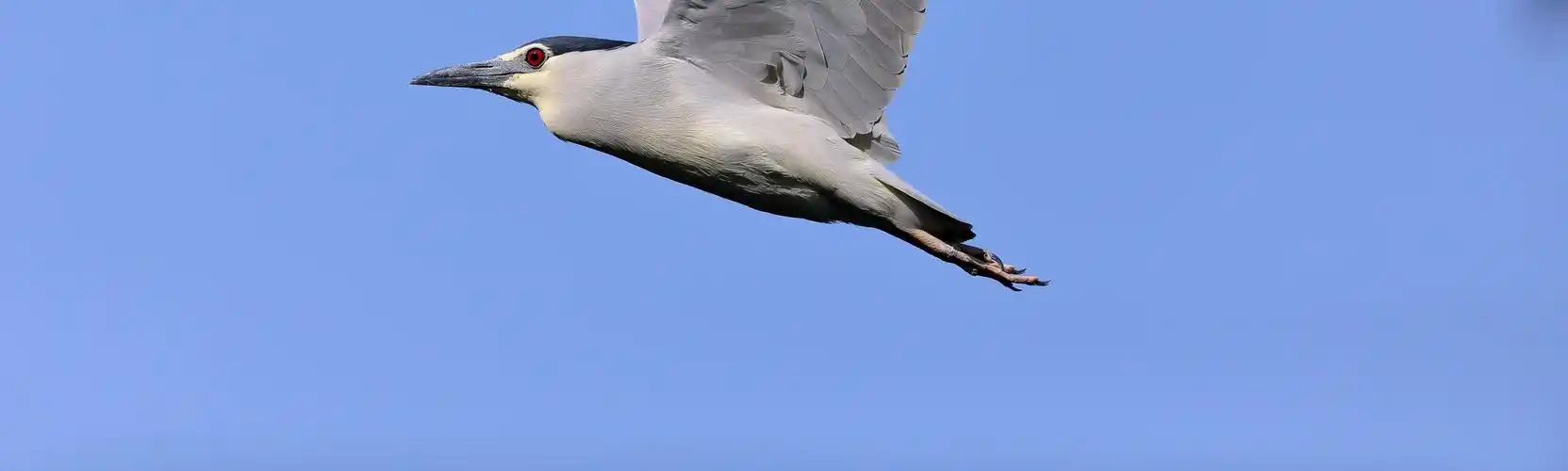 动如脱兔_飞行的鸟_100%不剪裁大图 - canon slr/dslm论坛